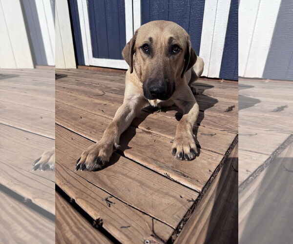 Medium Photo #4 Mutt Puppy For Sale in Greenville, SC, USA