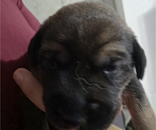 Medium Photo #3 Anatolian Shepherd-English Mastweiler Mix Puppy For Sale in IRWIN, PA, USA