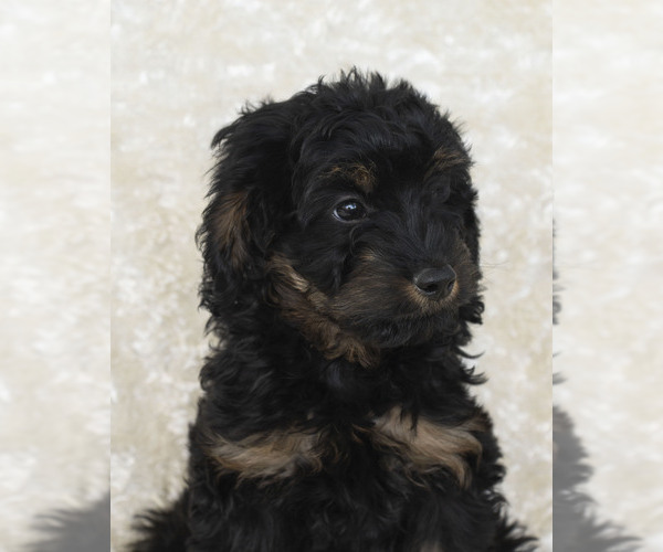 Medium Photo #7 Goldendoodle Puppy For Sale in TOPEKA, KS, USA