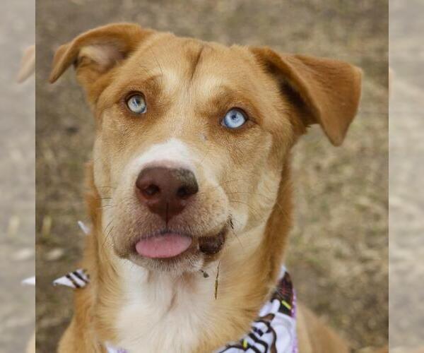 Medium Photo #1 Siberian Husky-Unknown Mix Puppy For Sale in San Antonio, TX, USA