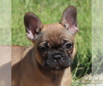 Small Photo #13 French Bulldog Puppy For Sale in WINNSBORO, TX, USA
