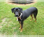 Small #1 Mutt