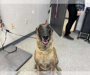 Mutt Dogs for adoption in Visalia, CA, USA