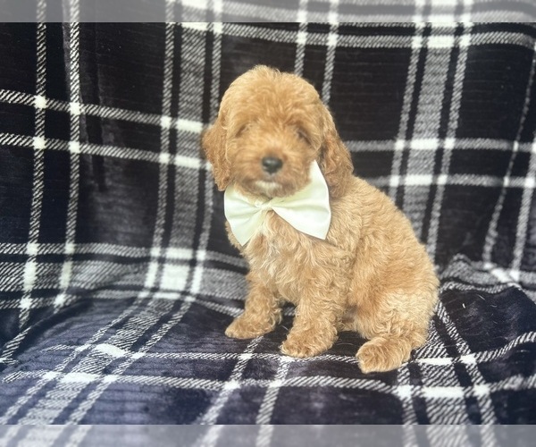 Medium Photo #6 Cock-A-Poo Puppy For Sale in LAKELAND, FL, USA