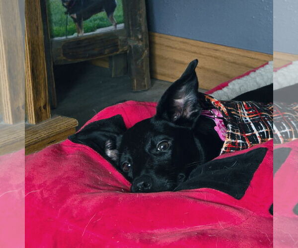 Medium Photo #19 Mutt Puppy For Sale in Fargo, ND, USA