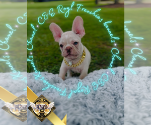 French Bulldog Puppy for Sale in ATHENS, Georgia USA