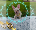 Small French Bulldog