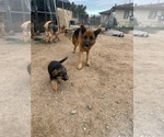 Small Photo #2 German Shepherd Dog Puppy For Sale in HESPERIA, CA, USA