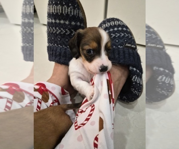 Medium Photo #2 Dachshund Puppy For Sale in SAINT CLOUD, FL, USA