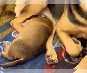 German Shepherd Dog-Unknown Mix Dogs for adoption in Houston, TX, USA