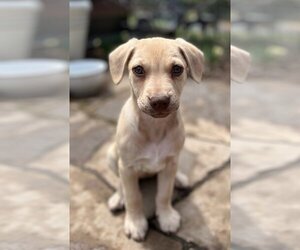 Labrador Retriever-Unknown Mix Dogs for adoption in Croydon, NH, USA