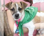 Small #1 Mutt