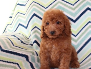 Poodle (Toy) Puppy for sale in COLORADO SPRINGS, CO, USA
