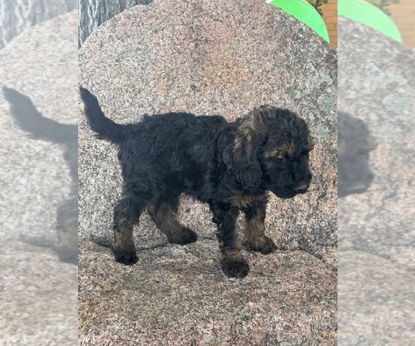 Medium Photo #5 Poodle (Miniature)-Poodle (Standard) Mix Puppy For Sale in LONGMONT, CO, USA