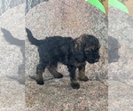 Small #4 Poodle (Miniature)-Poodle (Standard) Mix