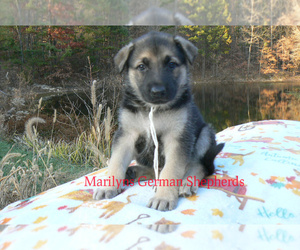 German Shepherd Dog Puppy for sale in PIEDMONT, MO, USA