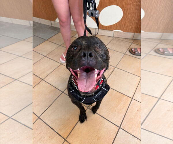 Medium Photo #1 American Pit Bull Terrier Puppy For Sale in Virginia Beach, VA, USA