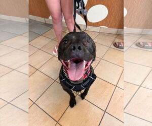 American Pit Bull Terrier Dogs for adoption in Virginia Beach, VA, USA