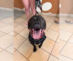 Small American Pit Bull Terrier