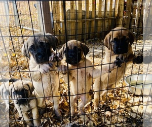 Mastiff Puppy for sale in BROWNSVILLE, PA, USA