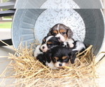Small Photo #2 Cavalier King Charles Spaniel Puppy For Sale in CUBA, MO, USA