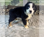 Small Photo #64 Australian Shepherd Puppy For Sale in SALISBURY, NC, USA