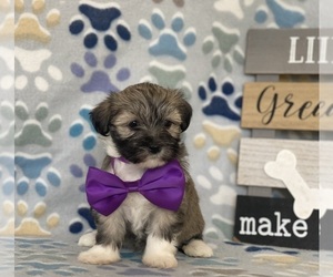 Havanese Puppy for sale in LANCASTER, PA, USA