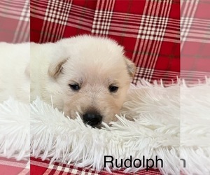 German Shepherd Dog Puppy for sale in E LAURINBURG, NC, USA