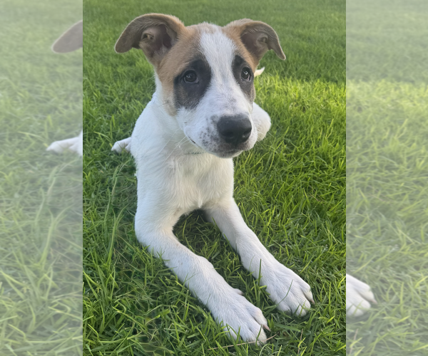 Medium Photo #6 Great Pyrenees Puppy For Sale in Newport Beach, CA, USA