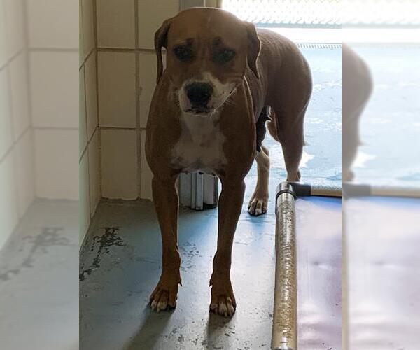 Medium Photo #1 Boxer-Unknown Mix Puppy For Sale in Corpus Christi, TX, USA