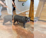 Small #5 Staffordshire Bull Terrier Mix