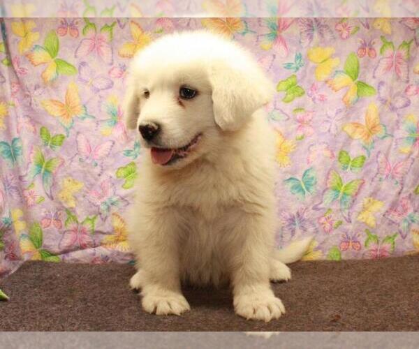 Medium Photo #6 Great Pyrenees Puppy For Sale in SHAWNEE, OK, USA