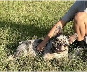 French Bulldog Puppy for sale in HEMPSTEAD, TX, USA