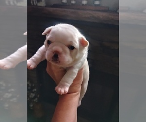 Frenchie Pug Puppy for Sale in NEW WAVERLY, Texas USA