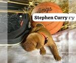 Small Photo #14 Golden Retriever Puppy For Sale in LIME SPRINGS, IA, USA