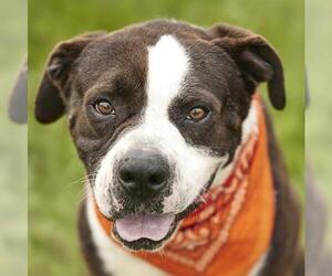 Boxer-Mastiff Mix Dogs for adoption in Rosenberg, TX, USA