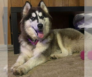 - Mix Dogs for adoption in Fargo, ND, USA