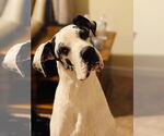 Small #4 Great Dane