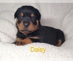 Puppy Daisy Rottweiler