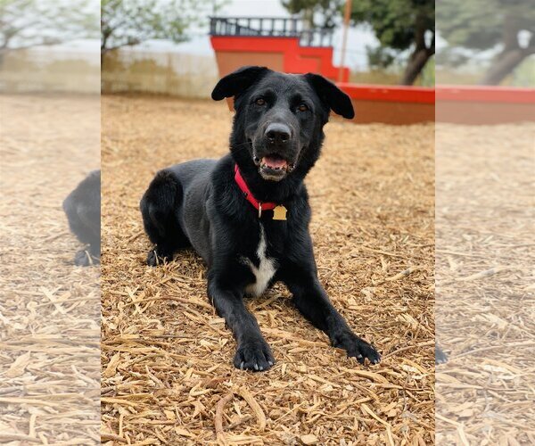 Medium Photo #2 Labrador Retriever-Unknown Mix Puppy For Sale in Seal Beach, CA, USA