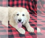 Small #4 Anatolian Shepherd