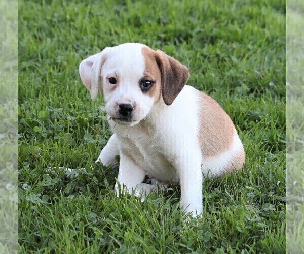 Medium Photo #4 Puggle Puppy For Sale in FREDERICKSBG, OH, USA