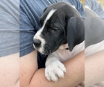 Puppy 3 Great Dane