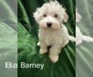Maltipoo Puppy for sale in ANTELOPE, CA, USA