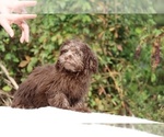 Small #14 ShihPoo