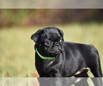 Small #1 Pug
