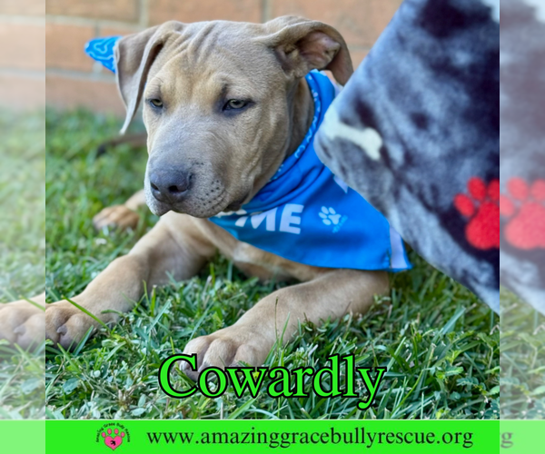 Medium Photo #3 Bulldog-Labrador Retriever Mix Puppy For Sale in Pensacola, FL, USA