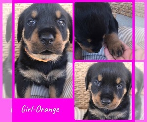 Rottweiler Puppy for sale in SAN TAN VALLEY, AZ, USA