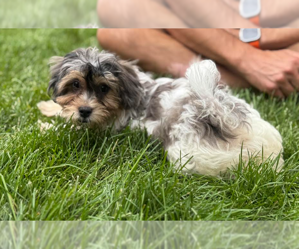 Medium Photo #1 Mutt Puppy For Sale in Brooklyn Center, MN, USA