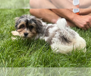 Mutt Dogs for adoption in Brooklyn Center, MN, USA